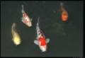Koi Pond - The Dos And Donts Of Koi Ponds.wps