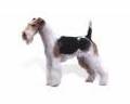 Terrier - Insider tips and tricks on how to successfully breed terriers.